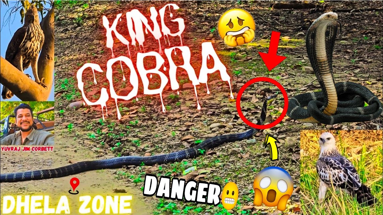 KING COBRA in DHELA ZONE | Most Dangerous Snake of the Jungle😳 #yuvrajjimcorbett 