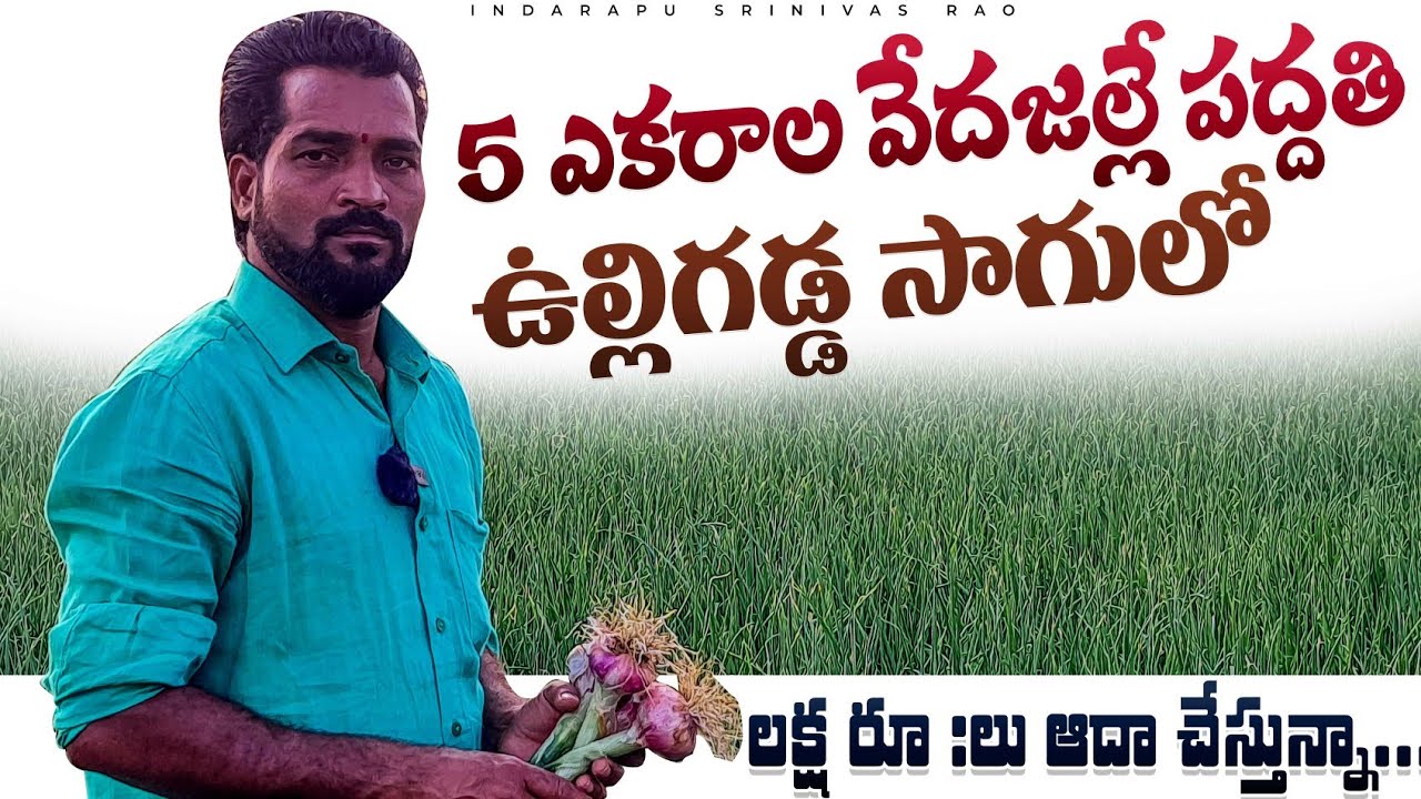 Onoion Cultivation In Telugu | వేదజల్లే పద్దతిలో ఉల్లిగడ్డ సాగు.