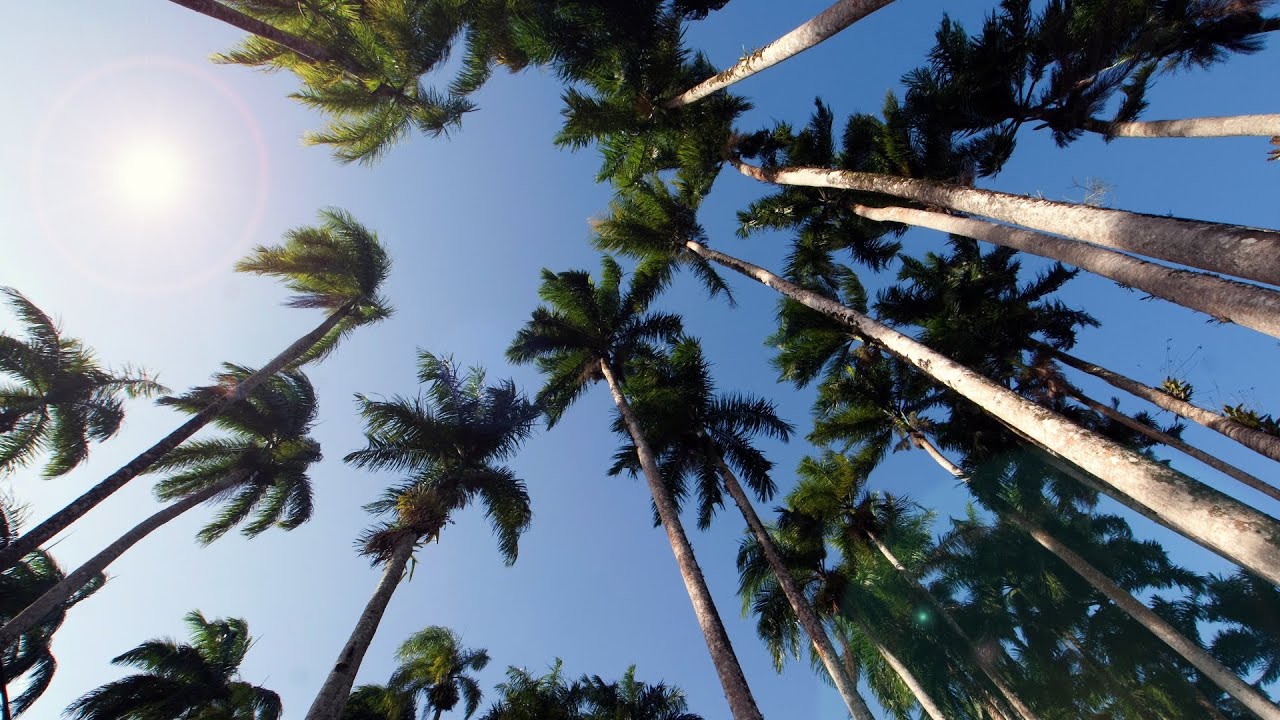 Palmentuin - Paramaribo