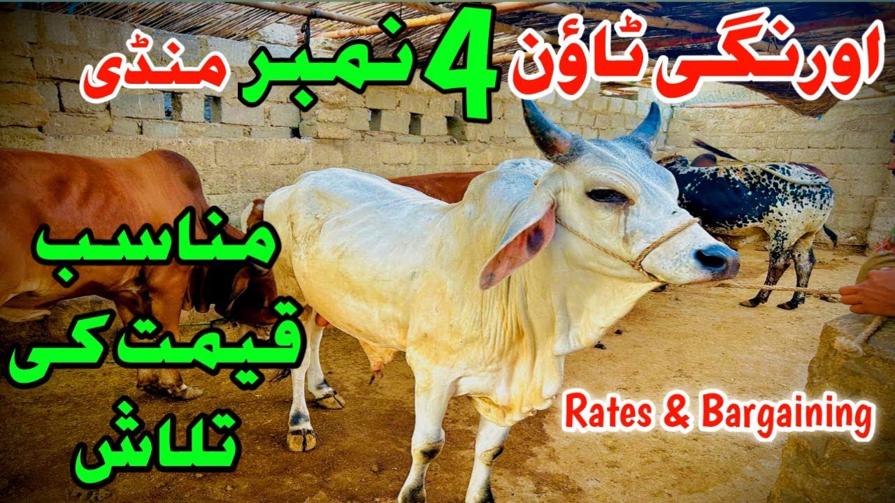 Orangi Town 4 Number Mandi Munasib Qeemat Ki Talash 