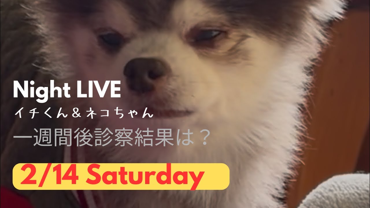 お目目の診察結果は？【チワワのイチローネコ姫】 がライブ配信中！