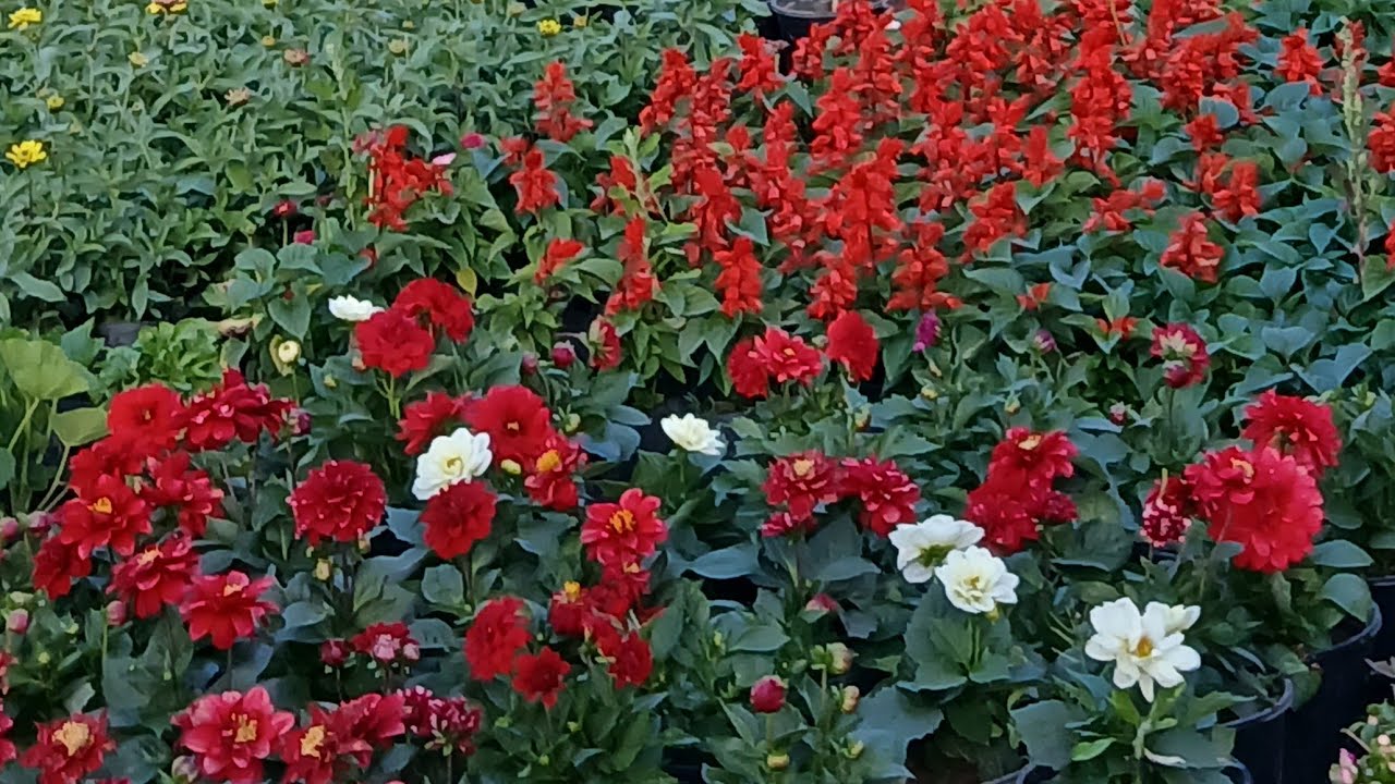 Priyanka vlogs bhakti is live सभी को राधे राधे 🙏🏻