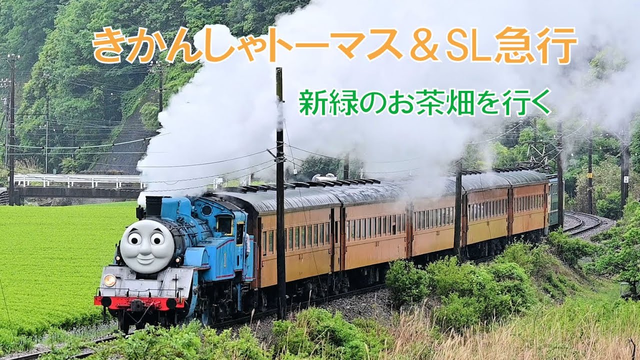 きかんしゃトーマス＆SL急行　大井川鐵道　新緑のお茶畑を行く