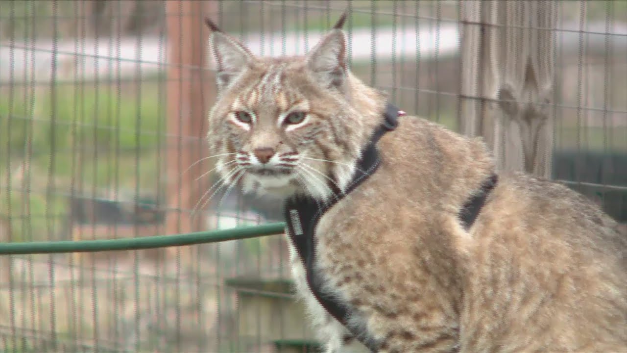Destination Illinois: Wildlife Discovery Center in Lake Forest