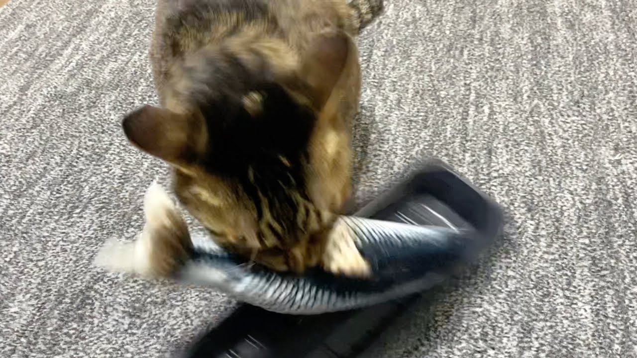【閲覧注意】凶暴猫に魚を与えた結果が怖すぎた...