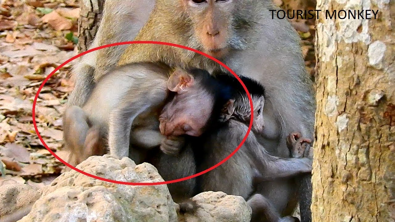 Pity adorable baby monkey, Pity baby Julina, Red ants bite baby Julina