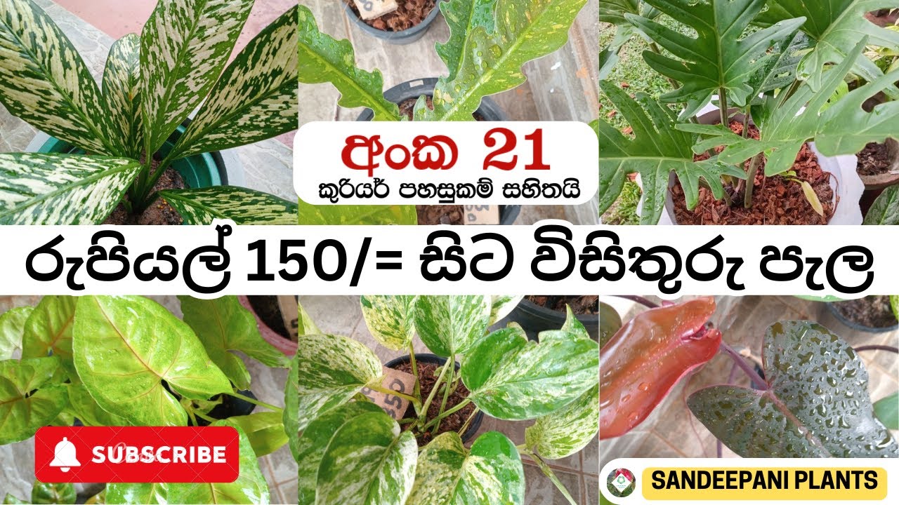 විසිතුරු පැල සේල් - රුපියල් 150 සිට පැල ගන්න | Plants Sale - 21 - 