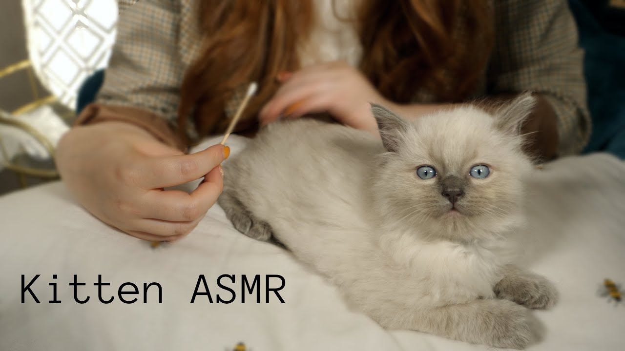 ASMR Kitten Cuddles - Meet My New Ragdoll Babies *Soft Spoken*
