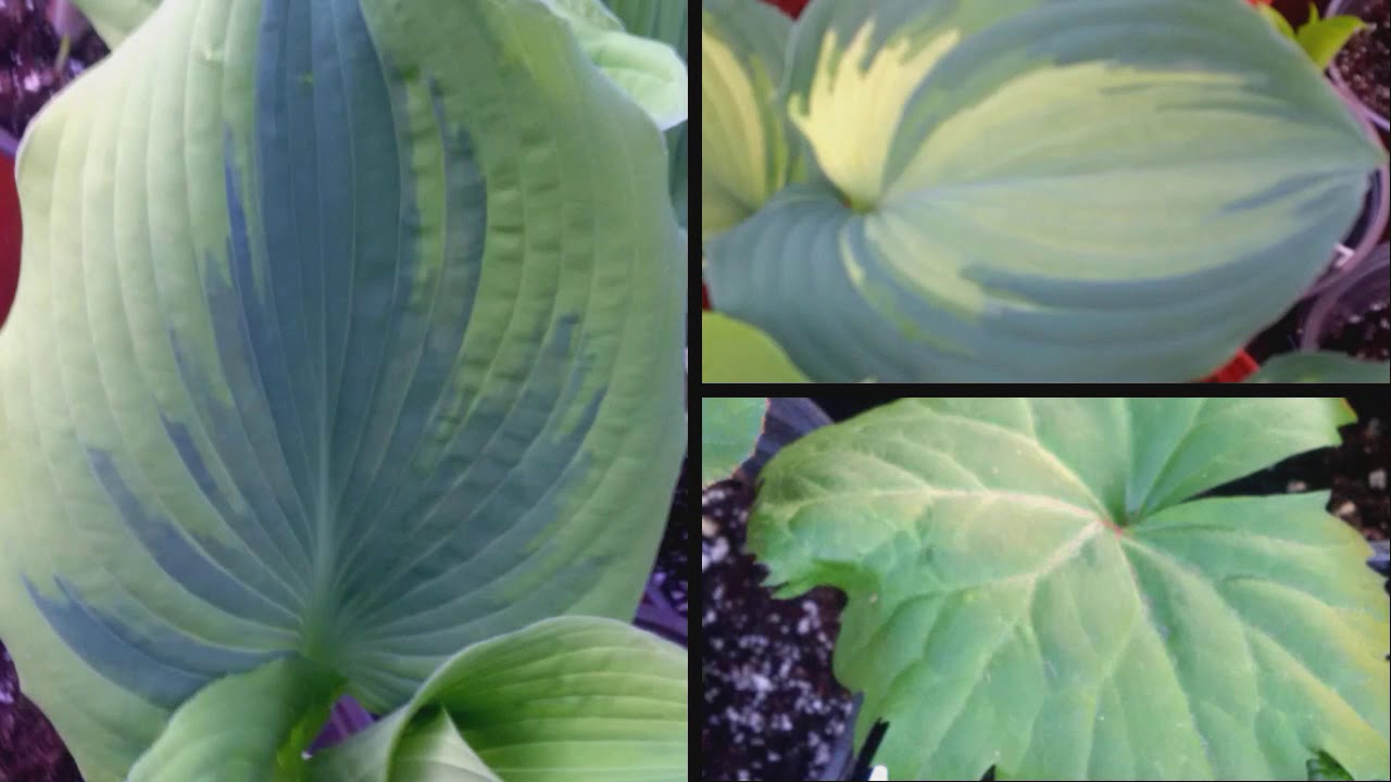 Gardens Plus season 19 early