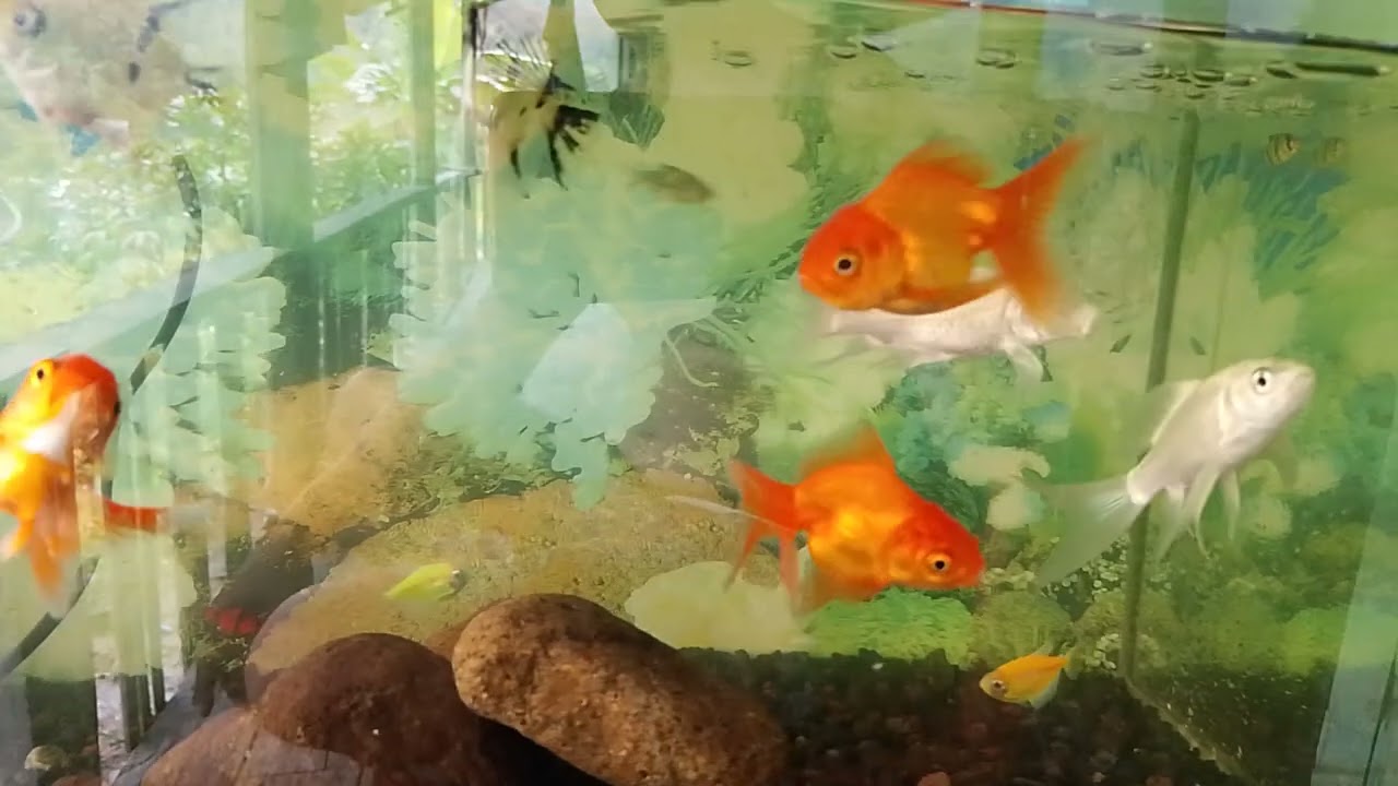 pecinta ikan hias indonesia