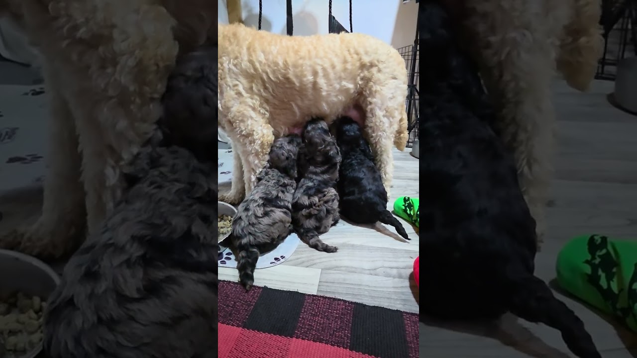 It Is BRUNCHIES TIME! The Peter Pan Pups Are Ready!