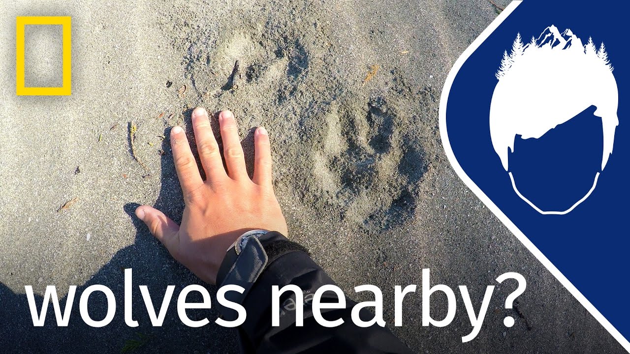 Wolf Prints Lead to ‘Smell of Death’ (Episode 15) | wild_life with bertie gregory