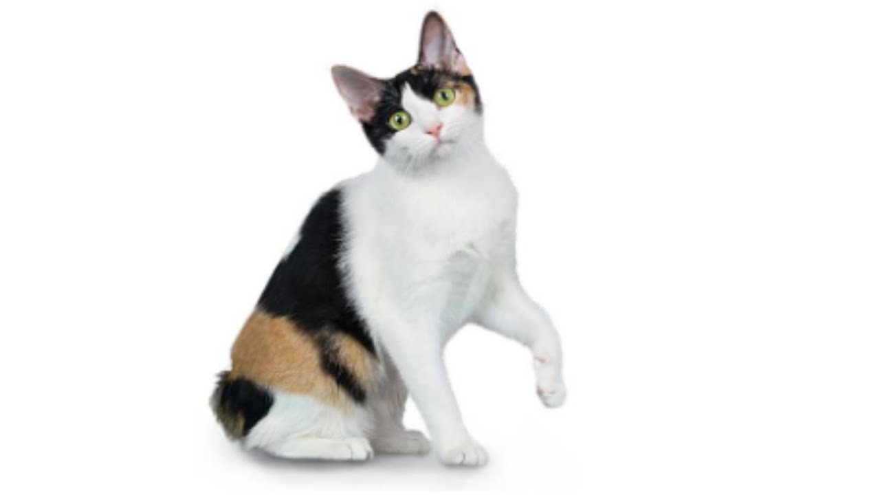 Japanese Bobtail Cat Breed || Japanese Bobtail Cats 101 || Personality || Facts || Cat Breed USA