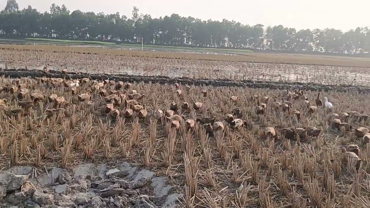 ২০০ হাঁস পালন করে মাসে কত টাকা ইনকাম 