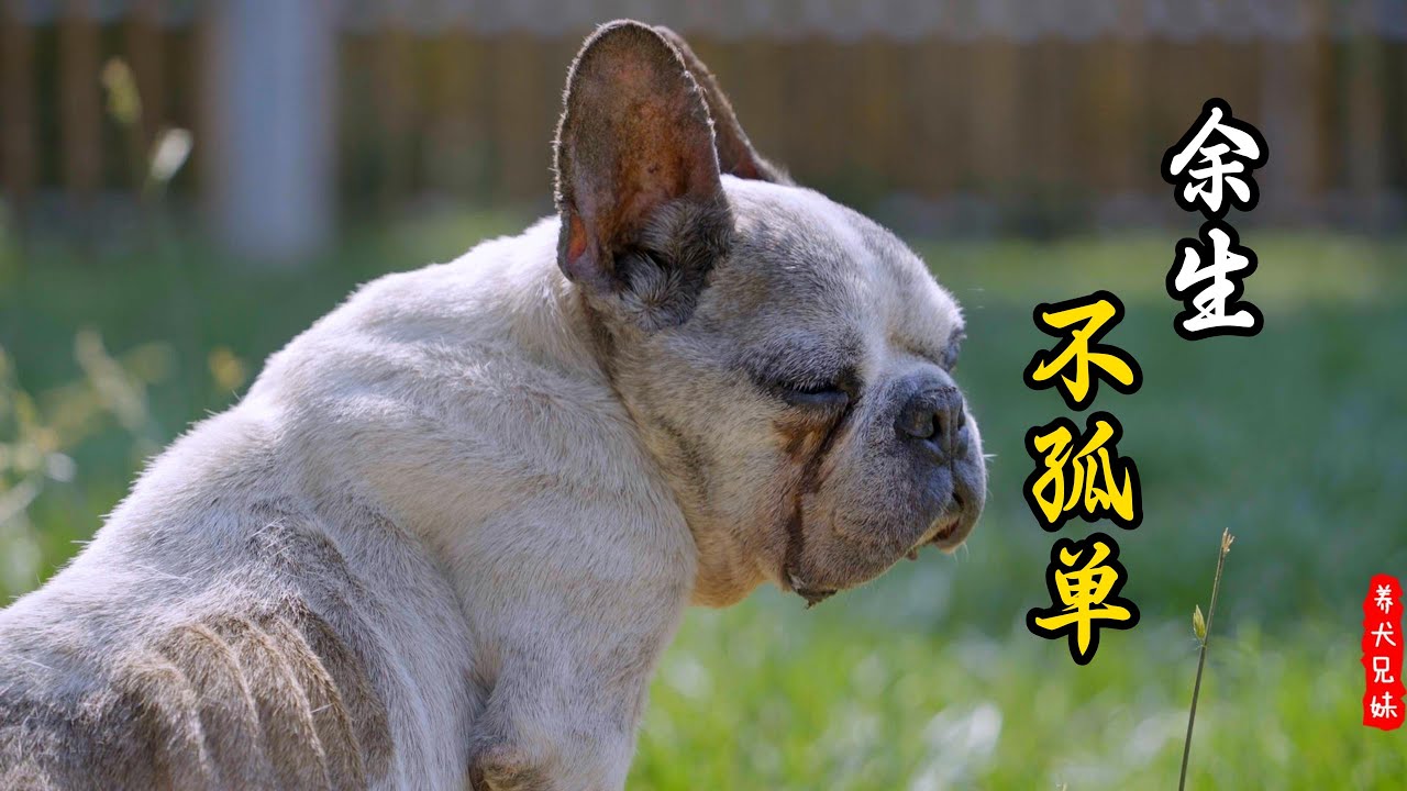 当当状态不乐观，可能是最后一次正式跟大家见面了\Dangdang's current state is poor, this may be his last time meeting everyone