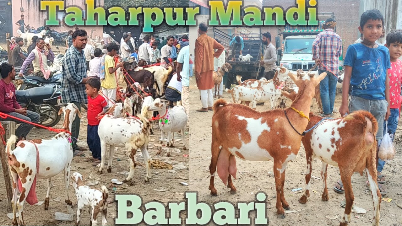 12 11 taharpur Bakra Mandi 2024 Moradabad UP | barbari goat for sale in India barbari Bakri ki video