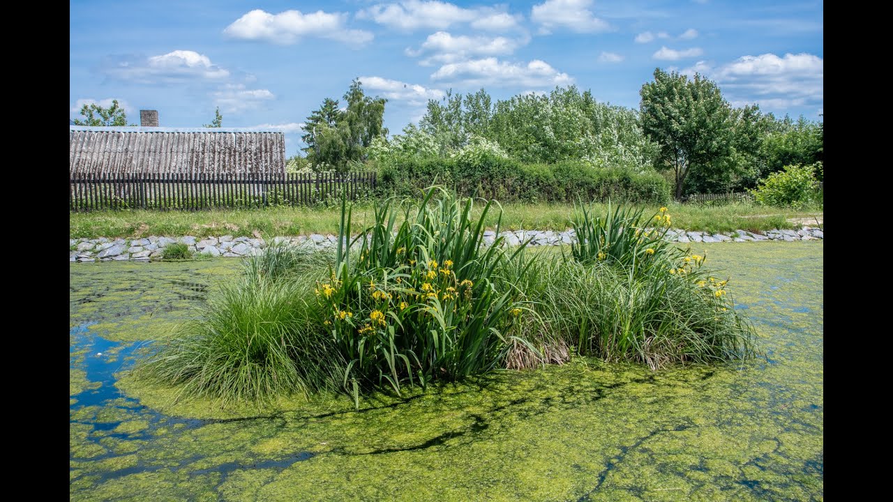 Jak na znečištěnou návesní nádrž Čisticí plovoucí ostrovy v praxi s Michalem Šperlingem