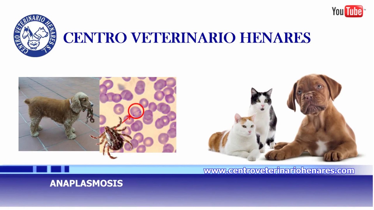 Anaplasmosis