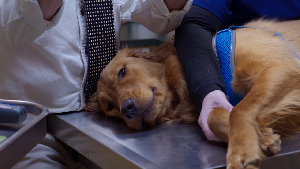 How To Trim Your Pet's Nails