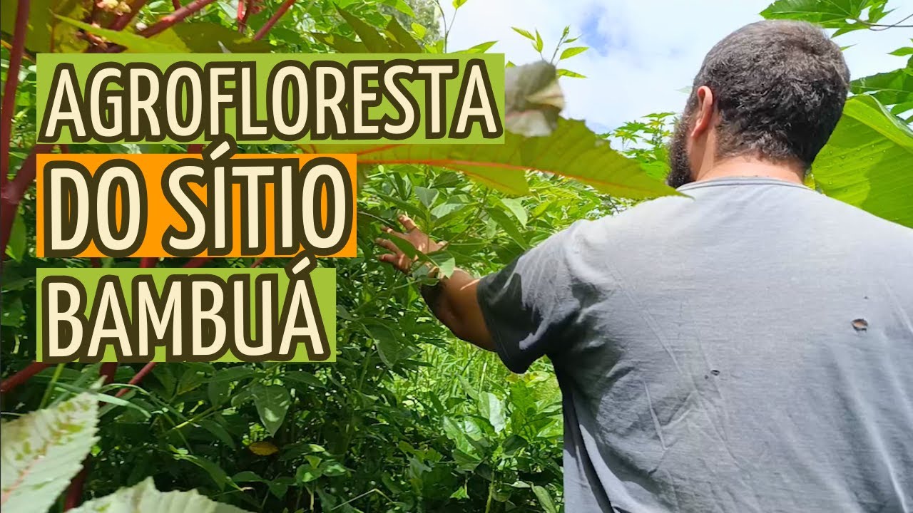 VISITA NA AGROFLORESTA E A NOVA CASA DO SÍTIO BAMBUÁ + PLANTIO DE FLORES NA ROCINHA