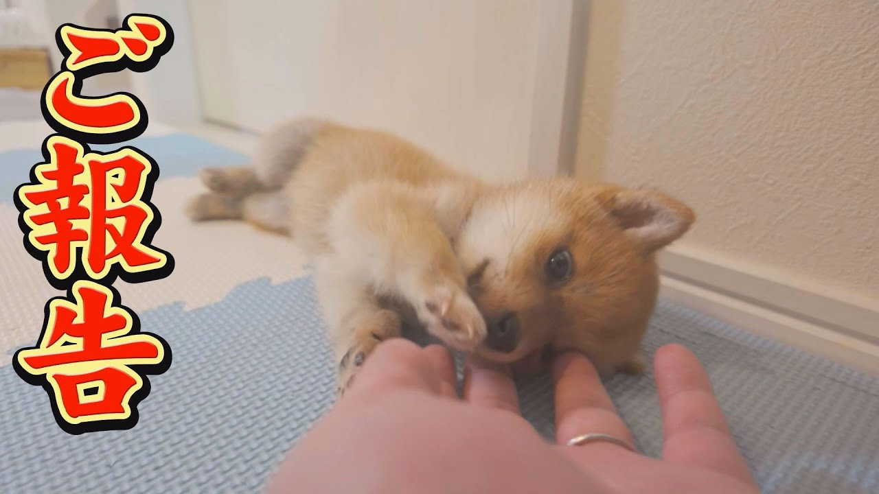 大きくならない子犬の今後について、お伝えしたいことがあります