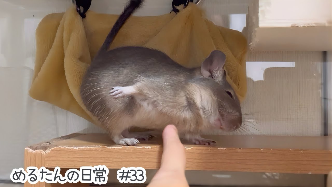 帰宅後の遊びたい飼い主と眠たいめるたん【デグーの日常#33】