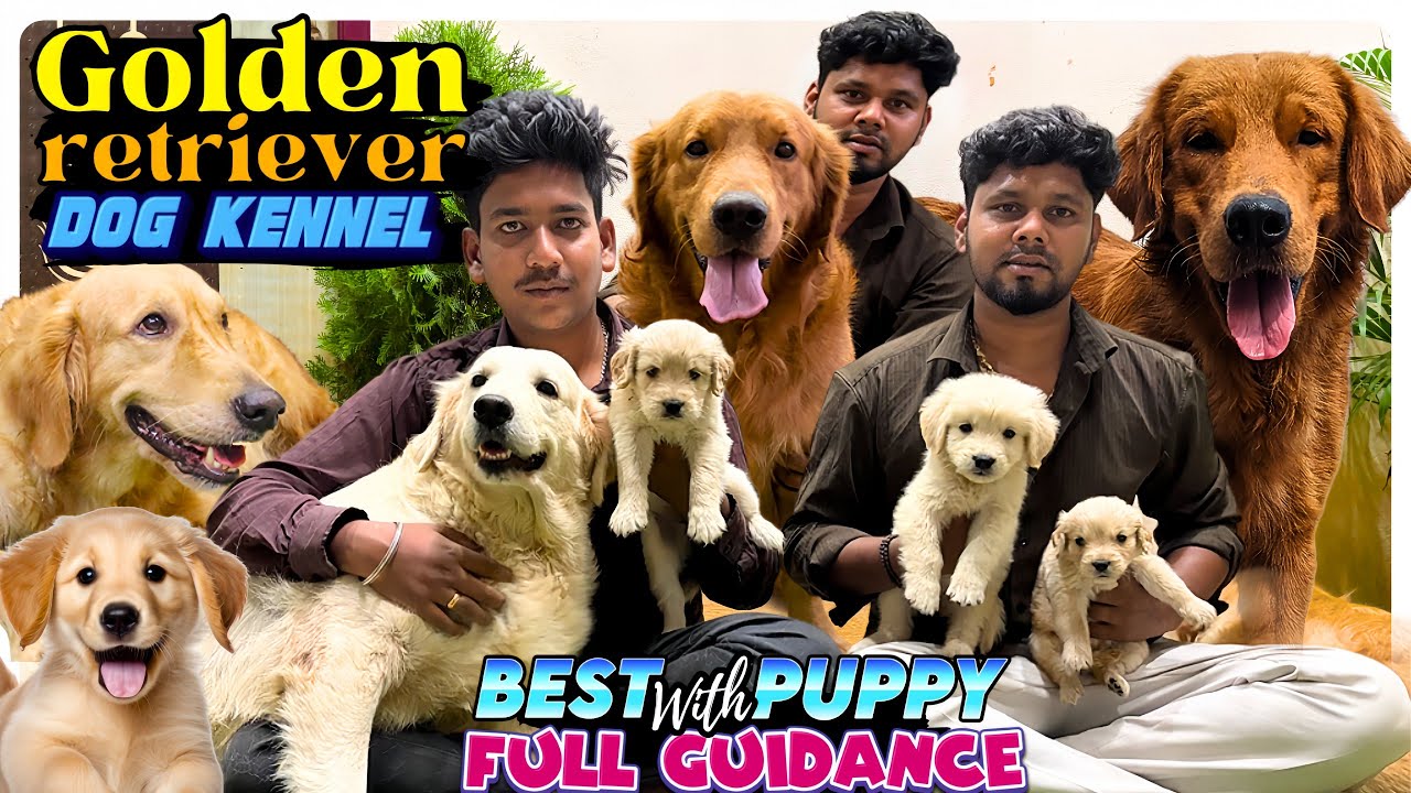 Quality Golden Retriever Puppy in ChennaiI Golden pets | Golden Retriever dog kennel#goldenretriever
