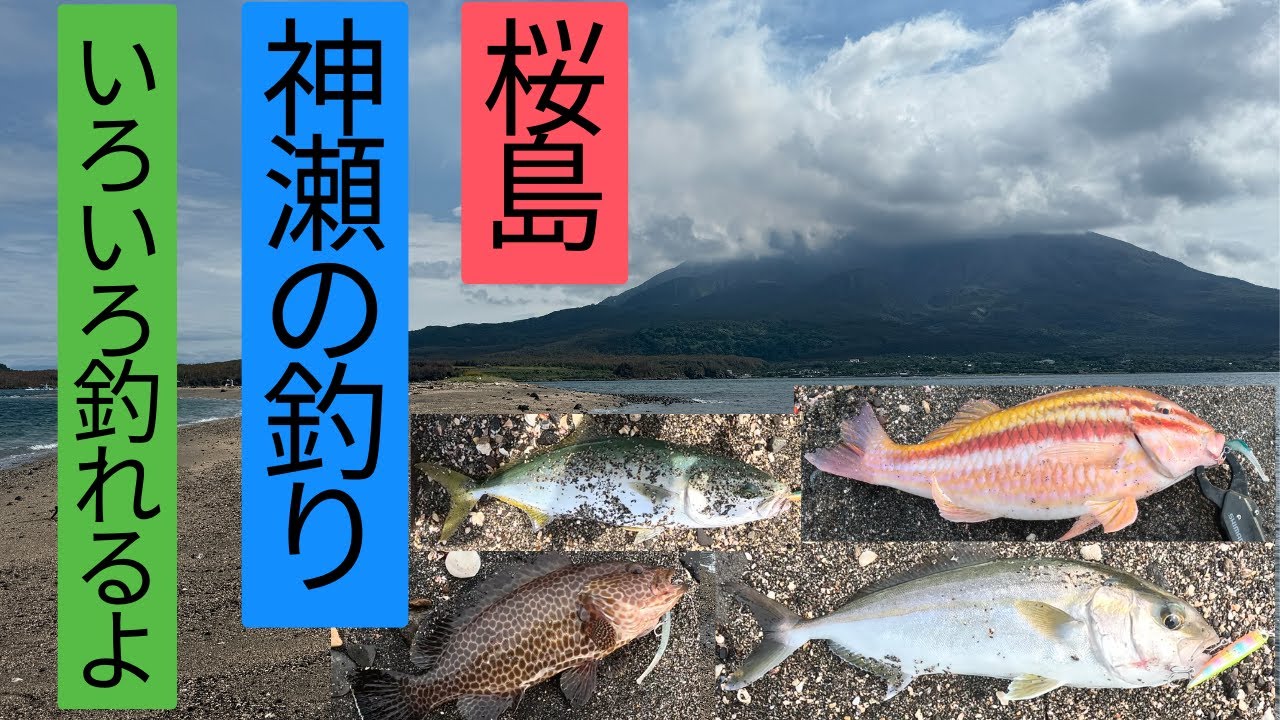 【 鹿児島 錦江湾  】桜島神瀬でルアーフィッシング