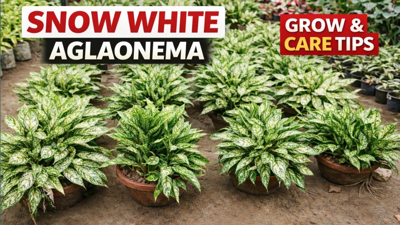 Snow white aglaonema plant grow & care tips || Aglaonema plant care full guide 