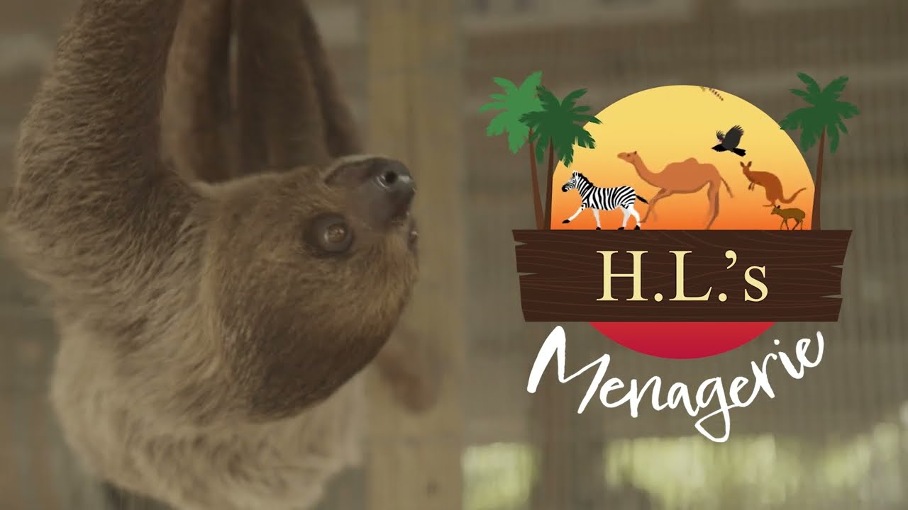5 Fun Facts You Didn&rsquo;t Know About SLOTHS // HL&rsquo;s Menagerie