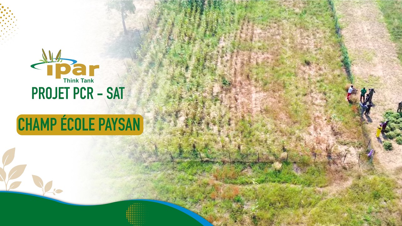 Champ école paysan : PCR - SAT