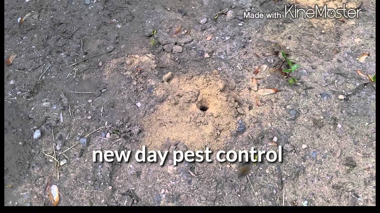 New day pest control  ! pest control nj ! Bergen County pest control !
