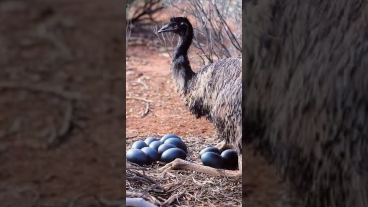 The Gawarrgay: The Celestial Emu in the Sky - A Gamilaroi Story 