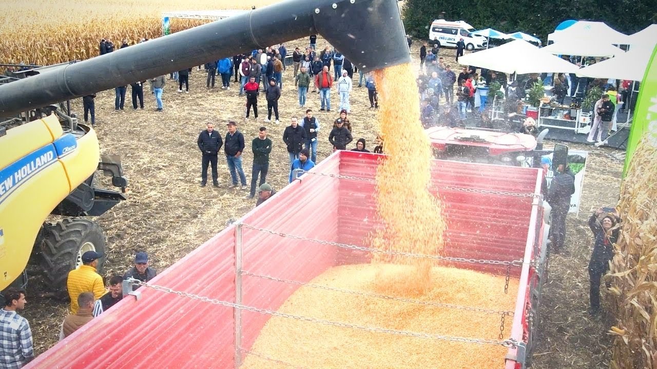 Recoltarea porumbului irigat cu picătura - Însurăței, Brăila. Producția la hectar