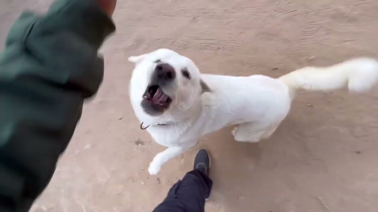 Snowy Akita female dog, happy with me 