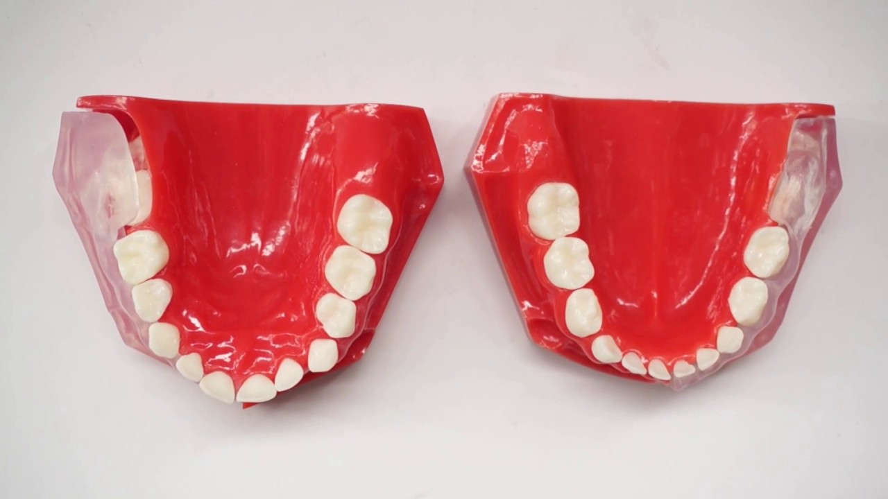 M7011 Pediatric Development Model Age 3-6