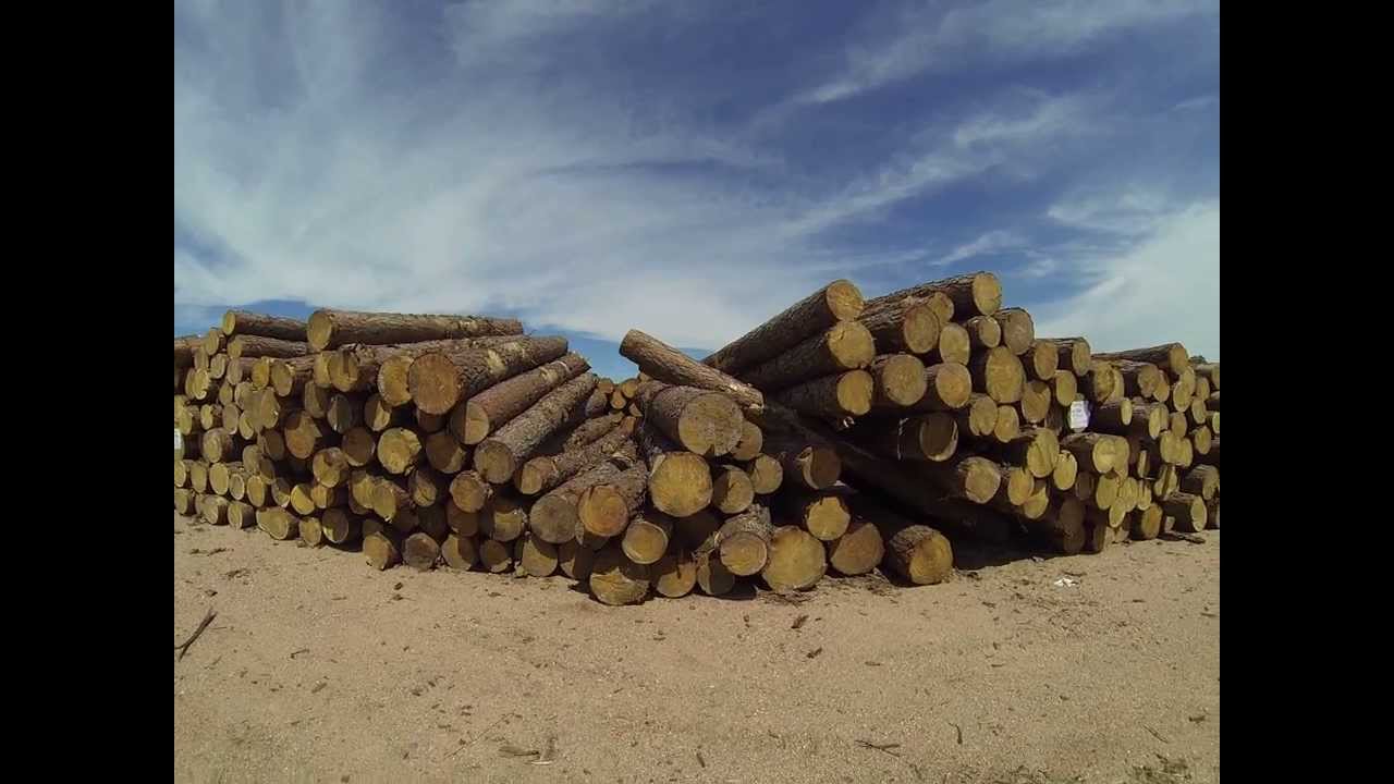 PINE LOGS