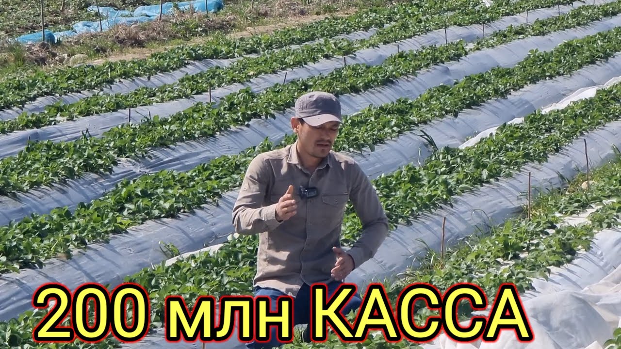 Чёрный принц бизнеси сезонда 200 млн даромад