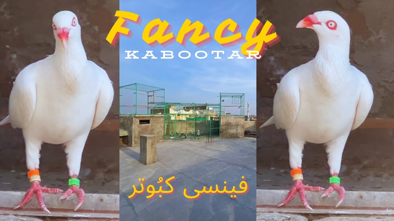 Fancy Kabootar Pakda | Fancy Pigeon Caught | Dhoke Ratta Pigeon Club