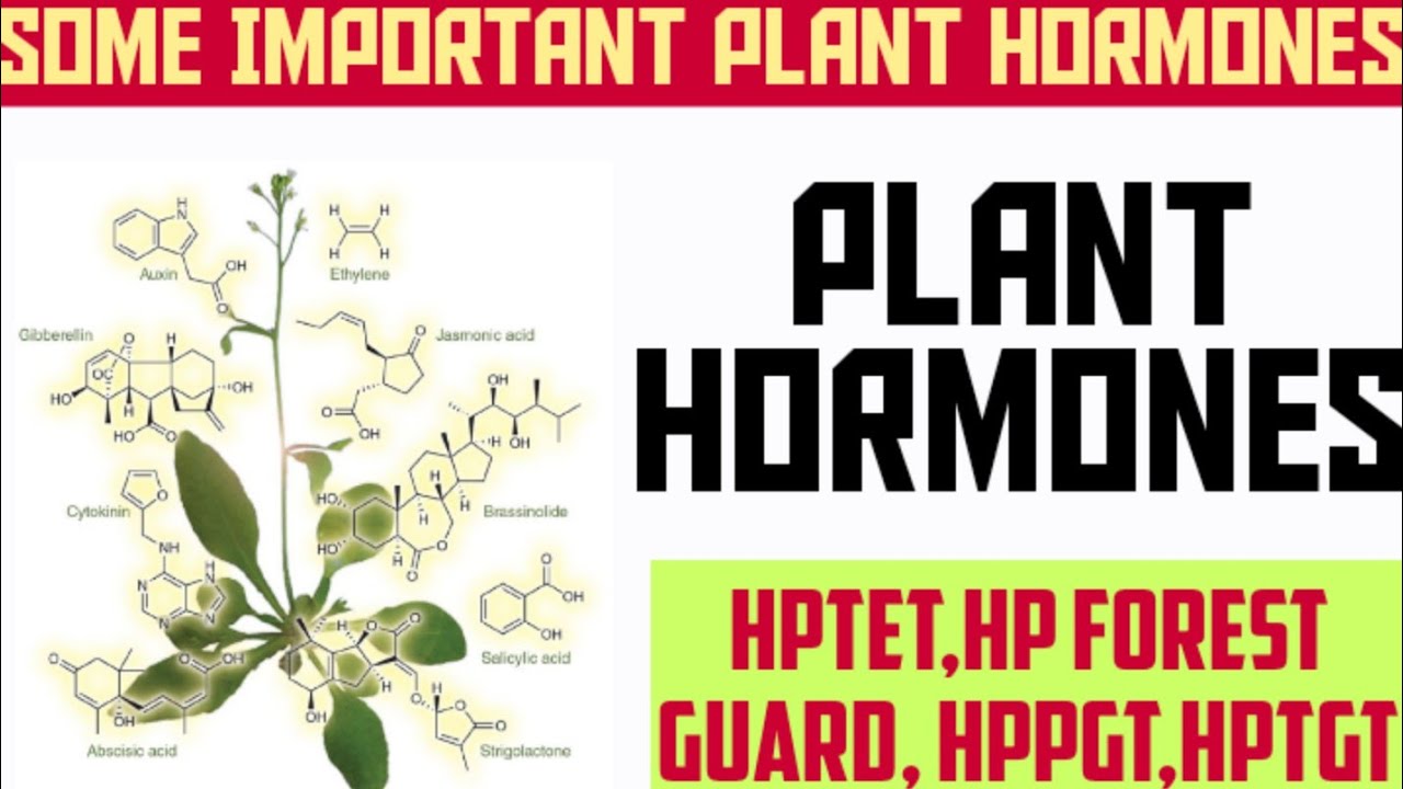 PLANT HORMONES | GENERAL SCIENCE BIOLOGY | HP FOREST GUARD,HPTET,HPTGT,HPPGT