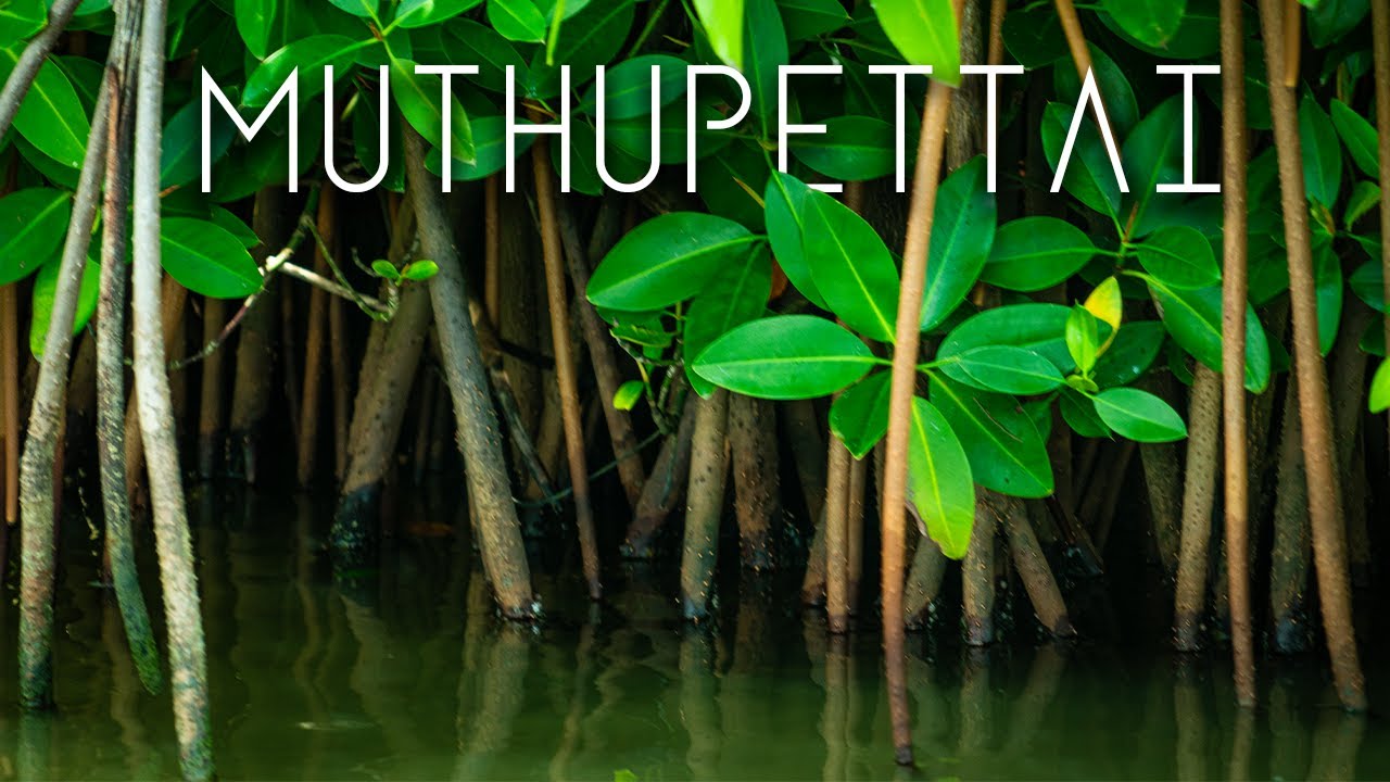 Muthupettai Lagoon Vlog | Hidden Beauty of Tamil Nadu 🌊🦅