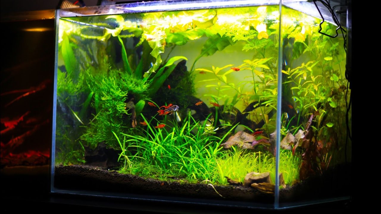 My planted aquarium. (Apistogramma cacatuoides family and their sweet home)