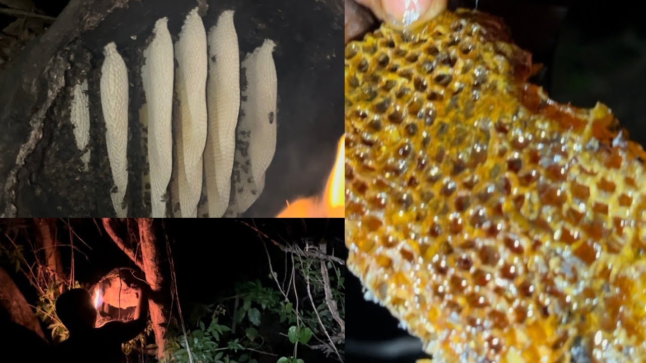 КАК МЫ СОБИРАЛИ ЧИСТЫЙ ОРГАНИЧЕСКИЙ МЕД В МЕСТНЫХ РАЙОНАХ.