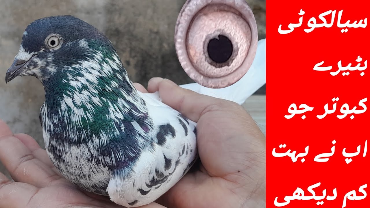 سیالکوٹی پیور بٹیرے اور کالے منہ والے کبوتر شوق کریں 