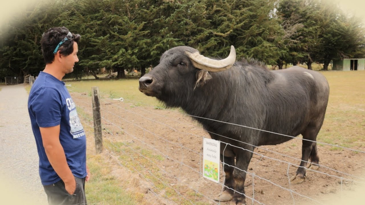 South Island #2: Geraldine (It's for the Children!)