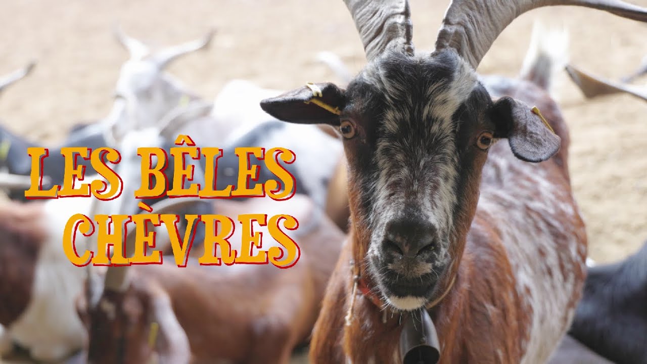 LES BÊLES CHÈVRES