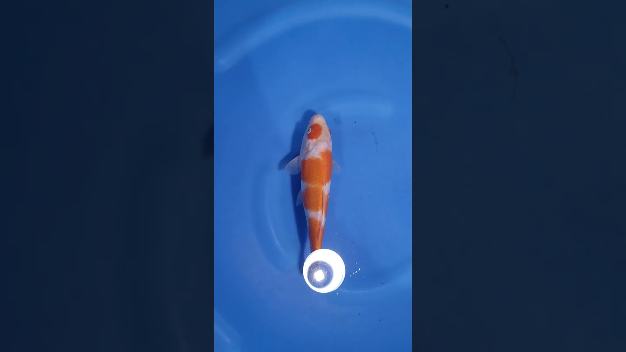 Dainichi Europe Tosai Auktion direkter Versand am 14.01.2026 