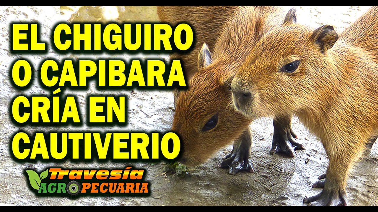 CRIA DEL CHIGUIRO O CAPIBARA EN CAUTIVERIO