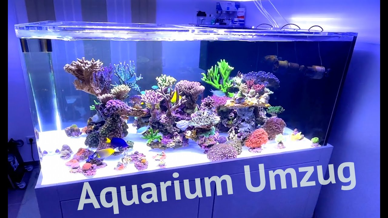 Umzug ins NEUE 1000l Acryl Meerwasser-Aquarium, an die selbe Stelle. Teil 2