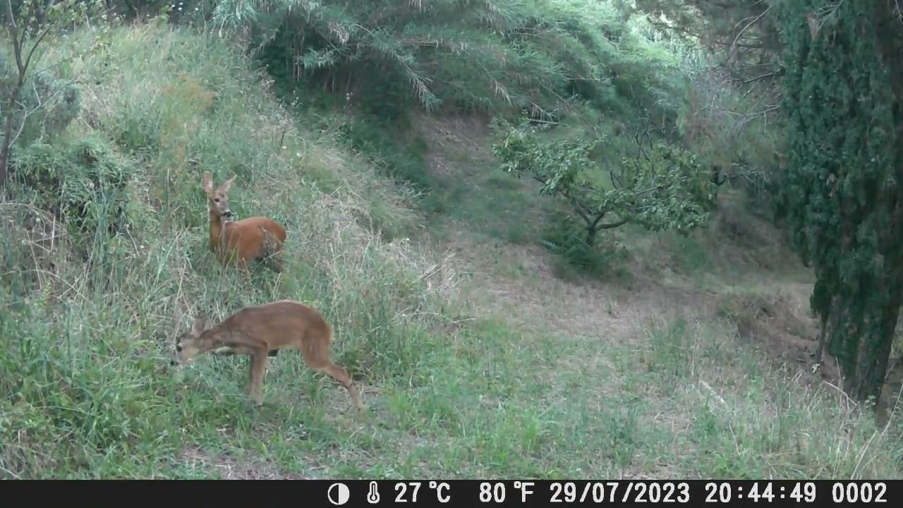 Caprioli #wildlife #naturelovers #fototrappolaggio #capriolo #trailcam #wildanimals #nature #animali